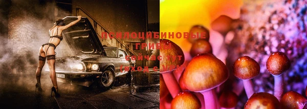 прущие грибы Бородино