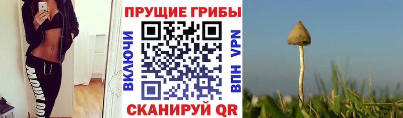 где продают наркотики  Вельск  Псилоцибиновые грибы GOLDEN TEACHER 